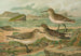 Tringa canutus Tringa subarcuata Tringa maritima Brunn - Johann Friedrich Naumann — vy av konstverket
