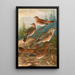 Turdus Naumanni - Johann Friedrich Naumann — inramlat konstverk på väggen