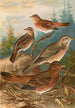 Turdus Naumanni - Johann Friedrich Naumann — vy av konstverket