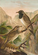 Turdus atrigularis - Johann Friedrich Naumann — vy av konstverket