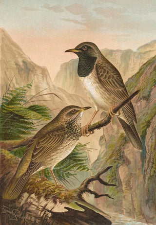 Johann Friedrich Naumann - Turdus atrigularis.webp
