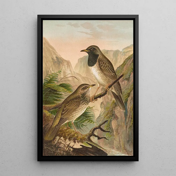 Johann Friedrich Naumann - Turdus atrigularis.webp