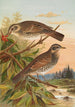 Turdus fuscatus - Johann Friedrich Naumann — vy av konstverket