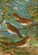 Turdus fuscescens Turdus pallassii Turdus swainsonii - Johann Friedrich Naumann — vy av konstverket