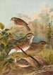 Turdus iliacus - Johann Friedrich Naumann — vy av konstverket