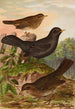 Turdus merula - Johann Friedrich Naumann — vy av konstverket