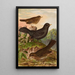 Turdus merula - Johann Friedrich Naumann — inramlat konstverk på väggen