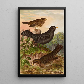 Johann Friedrich Naumann - Turdus merula.webp