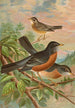 Turdus migratorius - Johann Friedrich Naumann — vy av konstverket