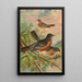 Turdus migratorius - Johann Friedrich Naumann — inramlat konstverk på väggen