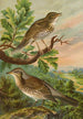 Turdus musicus Turdus pilaris - Johann Friedrich Naumann — vy av konstverket