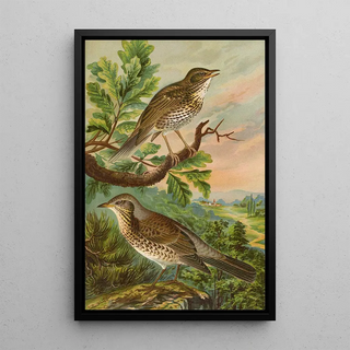 Johann Friedrich Naumann - Turdus musicus Turdus pilaris.webp