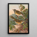 Turdus obscurus - Johann Friedrich Naumann — inramlat konstverk på väggen