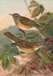 Turdus obscurus - Johann Friedrich Naumann — vy av konstverket