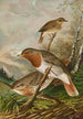 Turdus ruficollis - Johann Friedrich Naumann — vy av konstverket
