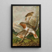 Turdus ruficollis - Johann Friedrich Naumann — inramlat konstverk på väggen