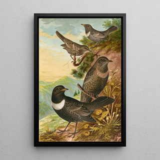 Johann Friedrich Naumann - Turdus torquatus.webp