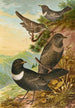 Turdus torquatus - Johann Friedrich Naumann — vy av konstverket