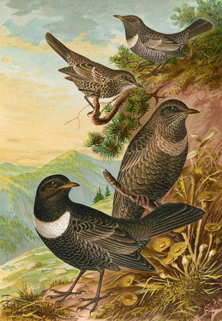 Johann Friedrich Naumann - Turdus torquatus.webp