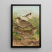 Turdus viscivorus Turdus atrigularis - Johann Friedrich Naumann — inramlat konstverk på väggen