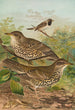 Turdus viscivorus Turdus atrigularis - Johann Friedrich Naumann — vy av konstverket