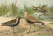 Vanellus gregarius Pall Charadrius dominicus St Muller - Johann Friedrich Naumann — vy av konstverket