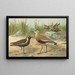 Vanellus gregarius Pall Charadrius dominicus St Muller - Johann Friedrich Naumann — inramlat konstverk på väggen