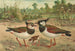 Vanellus vanellus - Johann Friedrich Naumann — vy av konstverket