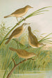 crocephalus streperus streperus horticolus palustris palustris fruticolus - Johann Friedrich Naumann — vy av konstverket