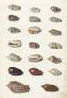 Vingt coquillages tropicaux - Johann Gustav Hoch — vy av konstverket