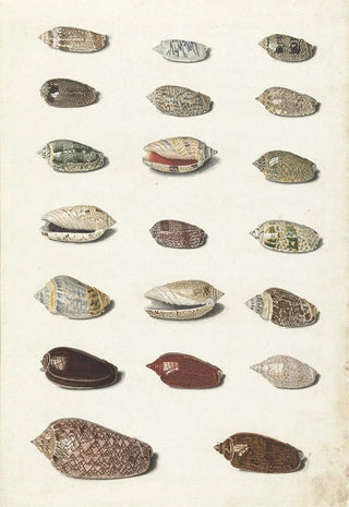 Johann Gustav Hoch - Twenty Tropical Shells.webp