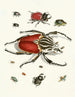 Kort historia om insekter av Dr Sulzer, Pl. 01 - Johann Heinrich Sulzer — vy av konstverket