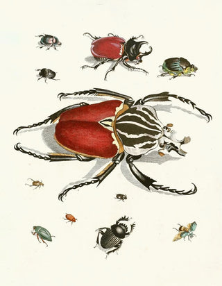 Johann Heinrich Sulzer - Dr Sulzers Short History of Insects Pl 01.webp