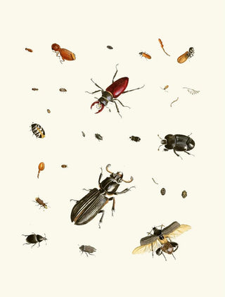 Johann Heinrich Sulzer - Dr Sulzers Short History of Insects Pl 02.webp