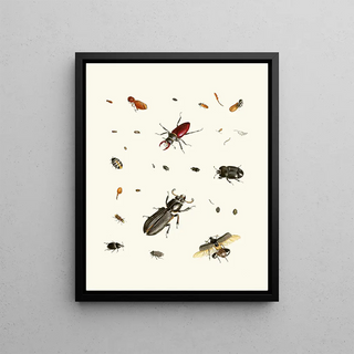 Johann Heinrich Sulzer - Dr Sulzers Short History of Insects Pl 02.webp