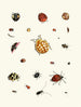 Kort historia om insekter av Dr Sulzer, Pl. 03 - Johann Heinrich Sulzer — vy av konstverket