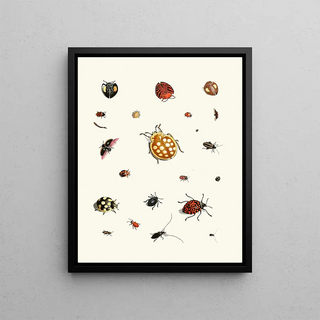 Johann Heinrich Sulzer - Dr Sulzers Short History of Insects Pl 03.webp