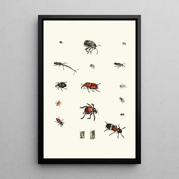 Johann Heinrich Sulzer - Dr Sulzers Short History of Insects Pl 04.webp