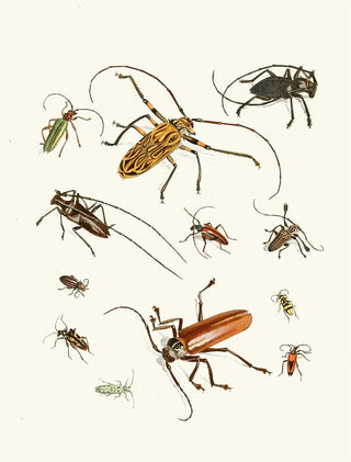 Johann Heinrich Sulzer - Dr Sulzers Short History of Insects Pl 05.webp