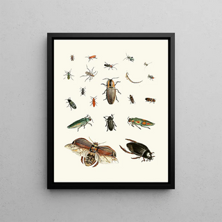 Johann Heinrich Sulzer - Dr Sulzers Short History of Insects Pl 06.webp