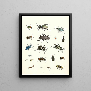 Johann Heinrich Sulzer - Dr Sulzers Short History of Insects Pl 07.webp