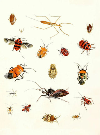 Johann Heinrich Sulzer - Dr Sulzers Short History of Insects Pl 10.webp