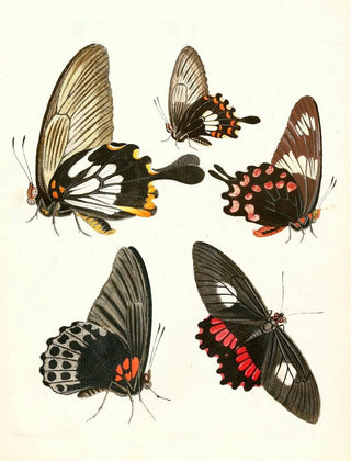Johann Heinrich Sulzer - Dr Sulzers Short History of Insects Pl 11.webp