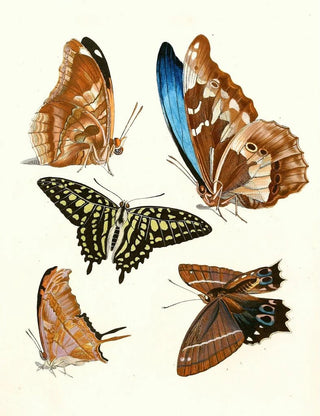 Johann Heinrich Sulzer - Dr Sulzers Short History of Insects Pl 12.webp