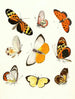 Kort historia om insekter av Dr Sulzer, Pl. 14 - Johann Heinrich Sulzer — vy av konstverket