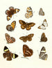 Kort historia om insekter av Dr Sulzer, Pl. 16 - Johann Heinrich Sulzer — vy av konstverket