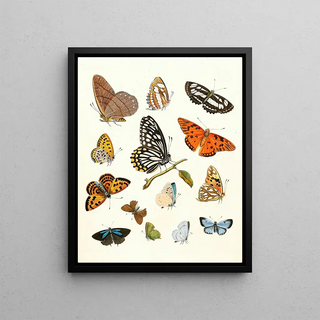 Johann Heinrich Sulzer - Dr Sulzers Short History of Insects Pl 17.webp