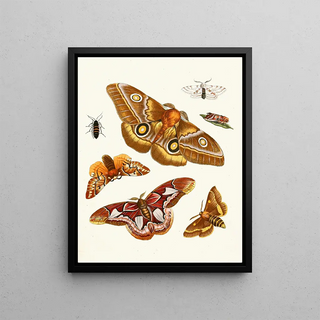 Johann Heinrich Sulzer - Dr Sulzers Short History of Insects Pl 20.webp