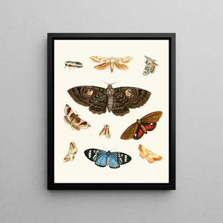 Johann Heinrich Sulzer - Dr Sulzers Short History of Insects Pl 21.webp