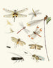 Kort historia om insekter av Dr Sulzer, Pl. 23 - Johann Heinrich Sulzer — vy av konstverket